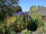 Leaf Peeping 001 : My House, Vermont